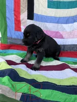 Red Boy , a male Giant Schnauzer and Irish Wolfhound for sale in Bolivar, MO – Photo 2 of 6