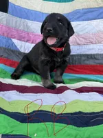 Red Boy , a male Giant Schnauzer and Irish Wolfhound for sale in Bolivar, MO – Photo 3 of 6
