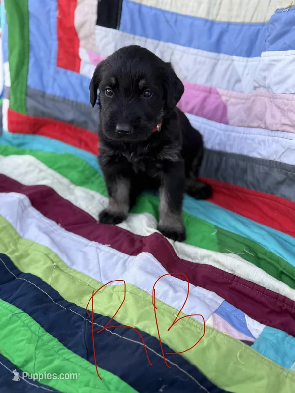 Red Boy  – Giant Schnauzer, Irish Wolfhound puppy for sale in Bolivar, MO