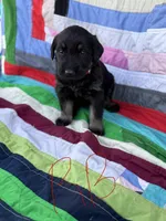 Red Boy , a male Giant Schnauzer and Irish Wolfhound for sale in Bolivar, MO – Photo 1 of 6