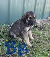 Blue Boy , a male Giant Schnauzer and Irish Wolfhound for sale in Bolivar, MO – Photo 2 of 5