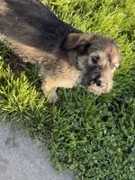 Blue Boy , a male Giant Schnauzer and Irish Wolfhound for sale in Bolivar, MO – 3 of 6