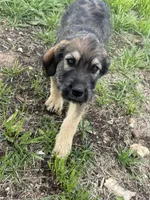 Blue Boy , a male Giant Schnauzer and Irish Wolfhound for sale in Bolivar, MO – 2 of 6