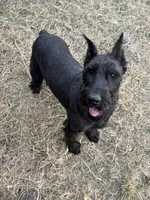 Blue Boy , a male Giant Schnauzer and Irish Wolfhound for sale in Bolivar, MO – Photo 5 of 5