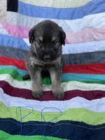 Blue Boy , a male Giant Schnauzer and Irish Wolfhound for sale in Bolivar, MO – Photo 2 of 5
