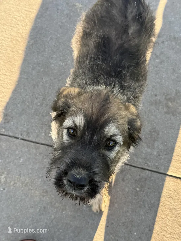 Blue Boy  – Giant Schnauzer, Irish Wolfhound puppy on hold in Bolivar, MO