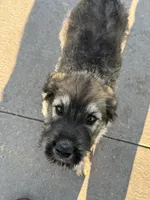Blue Boy , a male Giant Schnauzer and Irish Wolfhound for sale in Bolivar, MO – 1 of 6