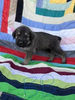 Blue Boy , a male Giant Schnauzer and Irish Wolfhound for sale in Bolivar, MO – Photo 3 of 5