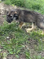 Blue Boy , a male Giant Schnauzer and Irish Wolfhound for sale in Bolivar, MO – 4 of 6