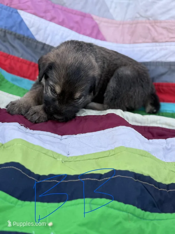 Blue Boy  – Giant Schnauzer, Irish Wolfhound puppy for sale in Bolivar, MO