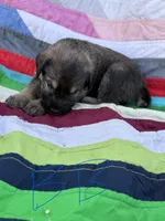 Blue Boy , a male Giant Schnauzer and Irish Wolfhound for sale in Bolivar, MO – Photo 1 of 5