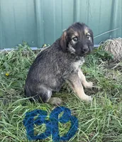 Blue Boy , a male Giant Schnauzer and Irish Wolfhound for sale in Bolivar, MO – Photo 3 of 5