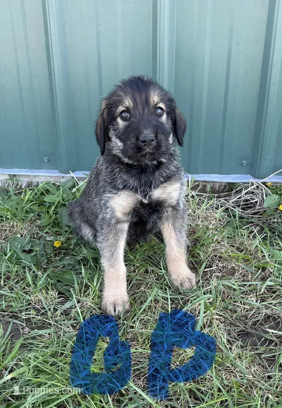 Blue Boy  – Giant Schnauzer, Irish Wolfhound puppy for sale in Bolivar, MO