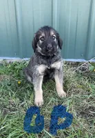 Blue Boy , a male Giant Schnauzer and Irish Wolfhound for sale in Bolivar, MO – Photo 1 of 5