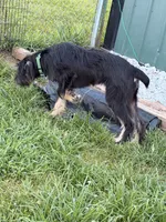 Maisie, a female Giant Schnauzer and Irish Wolfhound for sale in Bolivar, MO – 4 of 7