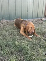 Whinnie , a female Bloodhound for sale in Bolivar, MO – 4 of 6