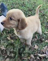 Golden Retrievers , a male Golden Retriever for sale in Bolivar, MO – 3 of 7