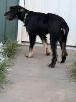 Maisie, a female Giant Schnauzer and Irish Wolfhound for sale in Bolivar, MO – 2 of 7