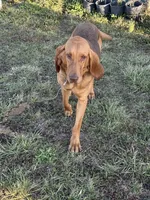 Whinnie , a female Bloodhound for sale in Bolivar, MO – 5 of 6