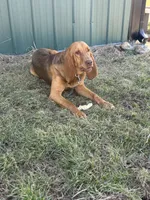 Whinnie , a female Bloodhound for sale in Bolivar, MO – 6 of 6