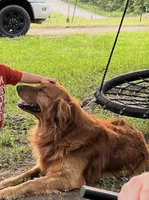 Golden Girl , a male Golden Retriever for sale in Bolivar, MO – 3 of 4