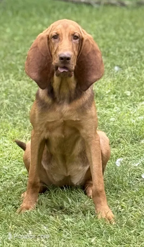 Whinnie , a female Bloodhound for sale in Bolivar, MO – 1 of 6
