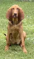 Whinnie , a female Bloodhound for sale in Bolivar, MO – 1 of 6