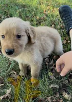 Golden Retrievers , a male Golden Retriever for sale in Bolivar, MO – 2 of 7