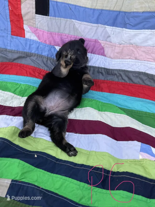 Pink Girl – Giant Schnauzer, Irish Wolfhound puppy for sale in Bolivar, MO