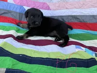 Pink Girl, a female Giant Schnauzer and Irish Wolfhound for sale in Bolivar, MO – Photo 4 of 6