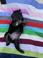 Pink Girl, a female Giant Schnauzer and Irish Wolfhound for sale in Bolivar, MO – Photo 2 of 6