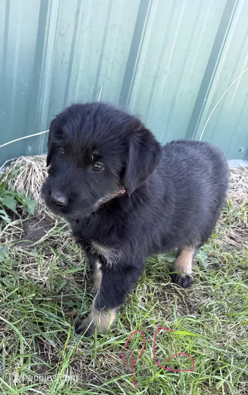 Pink Girl – Giant Schnauzer, Irish Wolfhound puppy for sale in Bolivar, MO