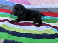 Pink Girl, a female Giant Schnauzer and Irish Wolfhound for sale in Bolivar, MO – Photo 3 of 6