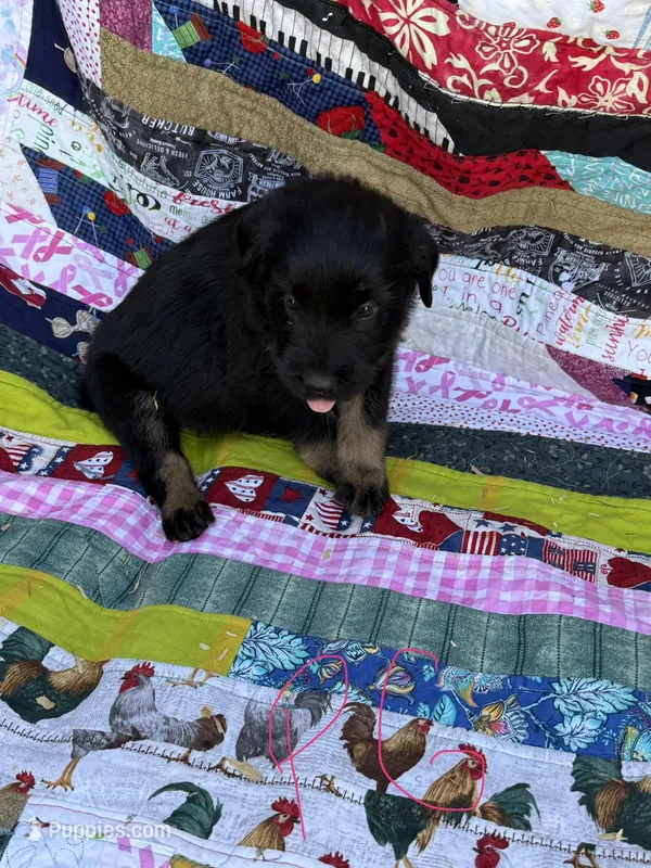 Pink Girl – Giant Schnauzer, Irish Wolfhound puppy for sale in Bolivar, MO