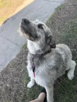 Maisie, a female Giant Schnauzer and Irish Wolfhound for sale in Bolivar, MO – 6 of 7