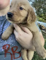 Golden Retrievers , a male Golden Retriever for sale in Bolivar, MO – 4 of 7