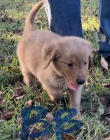 Golden Retrievers , a male Golden Retriever for sale in Bolivar, MO – 5 of 7