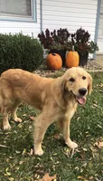Golden Retrievers , a male Golden Retriever for sale in Bolivar, MO – 7 of 7
