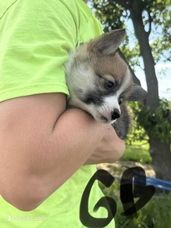 C- Green Boy – Cardigan Welsh Corgi, Pembroke Welsh Corgi puppy for sale in Bolivar, MO