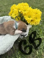 C- Green Boy, a male Cardigan Welsh Corgi and Pembroke Welsh Corgi for sale in Bolivar, MO – Photo 4 of 4