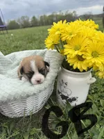C- Green Boy, a male Cardigan Welsh Corgi and Pembroke Welsh Corgi for sale in Bolivar, MO – Photo 2 of 4