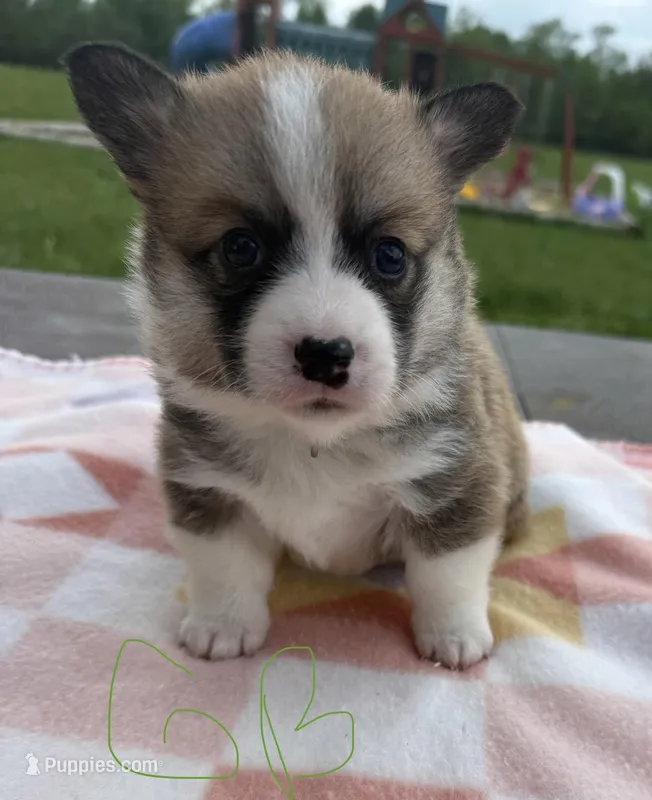C- Green Boy – Cardigan Welsh Corgi, Pembroke Welsh Corgi puppy for sale in Bolivar, MO
