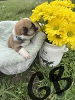 C- Green Boy, a male Cardigan Welsh Corgi and Pembroke Welsh Corgi for sale in Bolivar, MO – Photo 3 of 4