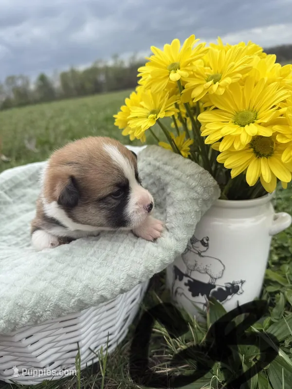 C- Green Boy – Cardigan Welsh Corgi, Pembroke Welsh Corgi puppy for sale in Bolivar, MO