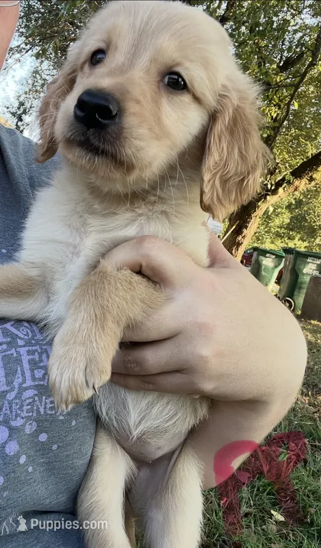 Golden Girl  – Golden Retriever puppy for sale in Bolivar, MO