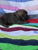 Green Boy, a male Giant Schnauzer and Irish Wolfhound for sale in Bolivar, MO – Photo 2 of 6