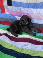 Green Boy, a male Giant Schnauzer and Irish Wolfhound for sale in Bolivar, MO – Photo 3 of 6