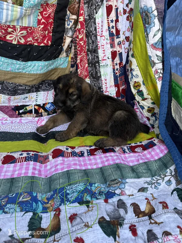 Green Boy – Giant Schnauzer, Irish Wolfhound puppy on hold in Bolivar, MO