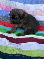 Green Boy, a male Giant Schnauzer and Irish Wolfhound for sale in Bolivar, MO – Photo 1 of 6