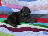 Green Boy, a male Giant Schnauzer and Irish Wolfhound for sale in Bolivar, MO – Photo 4 of 6